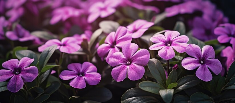 Dark rose-colored flower with white center, known as Catharanthus roseus or cape periwinkle from Madagascar, also referred to as graveyard plant or old maid, commonly seen in flower wallpaper.