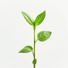 Young green plant sprouting with leaves, white backdrop.