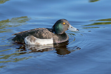 The Tufted Duck, a bird of the Anatidae family, swims in clear river water.