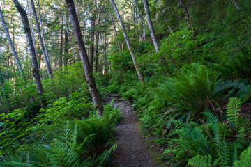 Fototapeta na wymiar Rainbird Hiking Trail in Tongass National Forest in Ketchikan, Alaska. Sitka spruce, ferns, and rocky trail through temperate rain forest. 