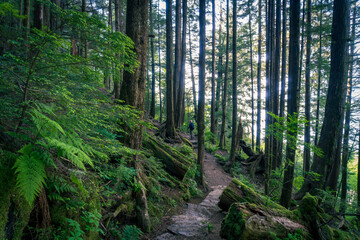 Rainbird Hiking Trail in Tongass National Forest in Ketchikan, Alaska. Sitka spruce, ferns, and...