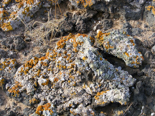 Pioneer organisms - lichens growing on volcanic rocks, Canary Islands, Fuerteventura.