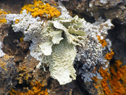 Pioneer organisms - lichens growing on volcanic rocks, Canary Islands, Fuerteventura.
