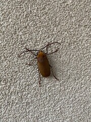 orthomegas cinnamomeus