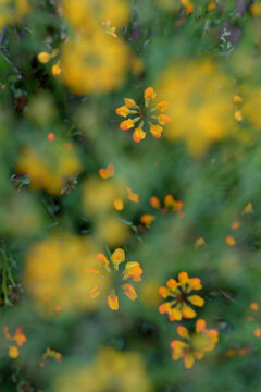 Abstract and colorful blur of wildflowers in a field, creating a dreamy and artistic representation of natural beauty