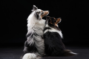 Two dogs A black and white Shetland Sheepdog, captured in a moment of tender embrace against a dark...