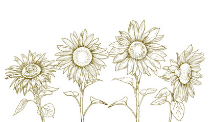 Hand drawn sunflowers with leaves in line style. Vector illustration