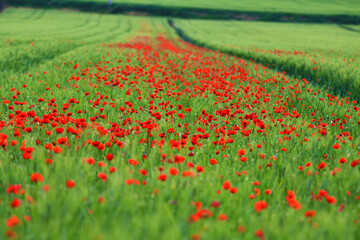 Magia di papaveri, Toscana © Federico
