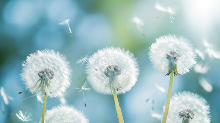 Dandelion seed head dispersing seeds into the wind natural background