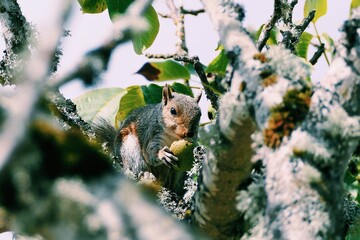 Squirrel in tree eating, branches in foreground 