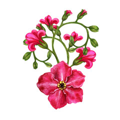 Beautiful watercolor bouquets of pink forget-me-nots, made in the form of vignettes for Easter, wedding bouquets, Mother's Day, Father's Day, Valentine's Day, birthday, spring and summer bouquets