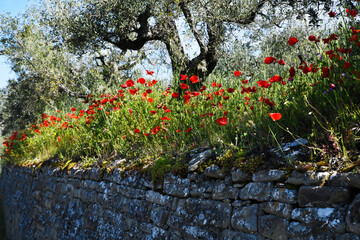 Papaveri a Cortona, Toscana, Italia