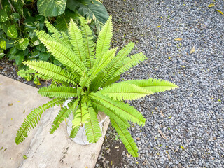 Fern plant in terracota earthenware pot in backyard garden with gravel floor background. Concept for gardening Hobby and Leisure Activity. © Rizky