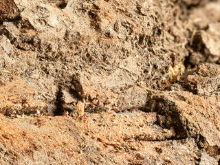 macro close up of the structure of bark on  a live edge  oak board as a background