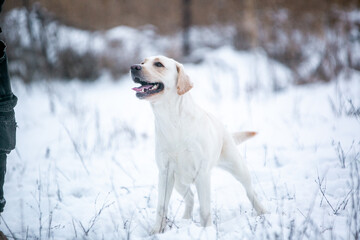 Labrador in the snow