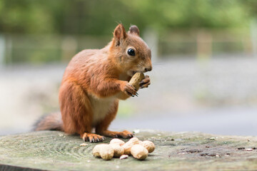 A young forest squirrel sits on a stump gnawing peanuts.