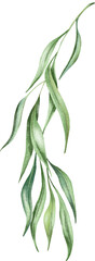 Eucalyptus green twig. Delicate greenery watercolor illustration. Spring willow 
