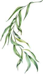 Eucalyptus green twig. Delicate greenery watercolor illustration. Spring willow   © BarvArt