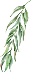 Eucalyptus green twig. Delicate greenery watercolor illustration. Spring willow 
