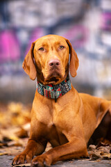 Red dog, Hungarian Vizsla