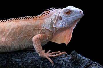 Close-up of a red iguana on a tree branch