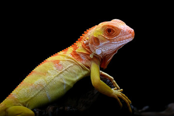 Close-up of a red iguana on a tree branch