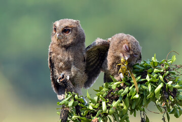 A Eurasian scoop owls withits prey