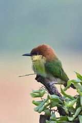 Obraz premium The chestnut-headed bee-eater on a tree branch