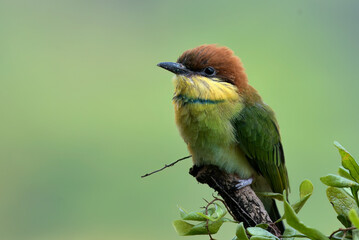 Fototapeta premium The chestnut-headed bee-eater on a tree branch