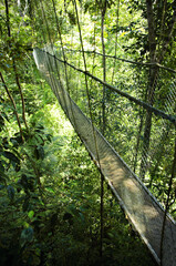 Hanging bridge, Atlantic Rainforest, Mata Atlantica, Bahia, Brazil, South America.