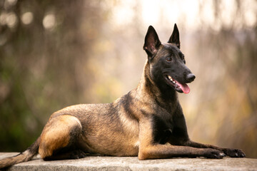 portrait of shepherd malinois