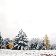 winter forest landscape