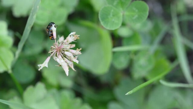 Insect Mating on Flower, Chrysochus pulcer