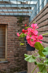 Flores en patio interno