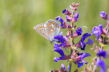 Common blue butterfly or European common blue - Polyommatus icarus - resting on a blossom of the meadow clary or meadow sage - Salvia pratensis - obrazy, fototapety, plakaty