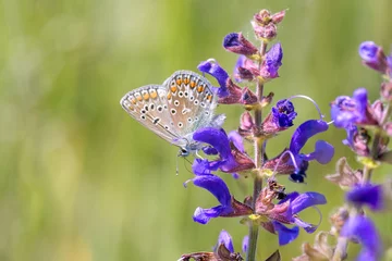 Fotobehang Common blue butterfly or European common blue - Polyommatus icarus - resting on a blossom of the meadow clary or meadow sage - Salvia pratensis © DirkDaniel