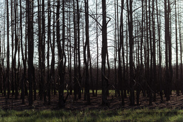Dry lifeless trees after a fire. The dead forest. Black trunks and branches of trees. Environmental disaster. Environmental problem