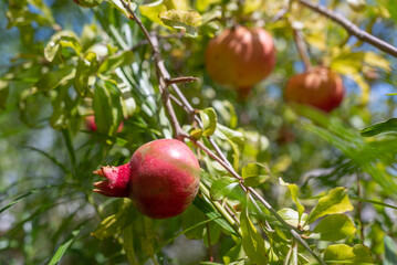 Ripe pomegranate fruits on green leaves background with bits of blue sky