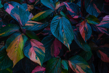 Colorful leaves background of Copper Leaf. Green, yellow, orange and pink colors