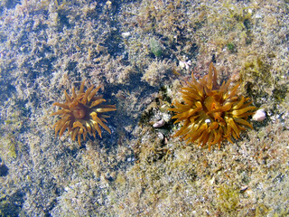 Sea anemones, coral and other organisms growing in a rockpool on the volcanic rocks off the coast of the Fuerteventura, Canary Islands, Spain.
