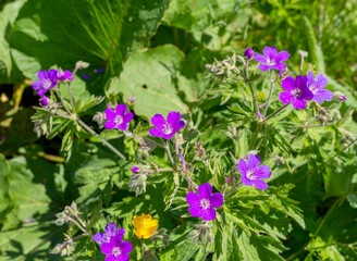 Walking in the highlands in a natural park, during the flowering of plants and warm weather.