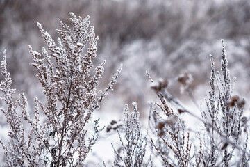 Winter atmospheric landscape with frost-covered dry plants during snowfall. Winter Christmas background