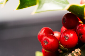 Close up Macro photograph of ripe red Holly Berries. Winter food for birds looking for nourishment in hard times. Natural Beauty