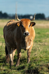 Vache , race Maraichine, region Pays de Loire; marais Breton; 85, Vendée, Loire Atlantique, France