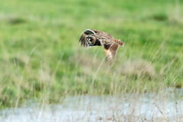 Hibou moyen duc,.Asio otus , Long eared Owl, region Pays de Loire; marais Breton; 85, Vendée, Loire Atlantique, France