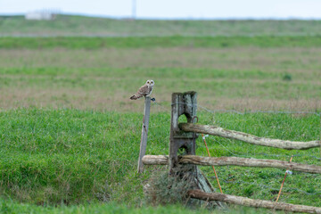 Fototapeta premium Hibou des marais, Hibou brachyote, Asio flammeus, Short eared Owl, region Pays de Loire; marais Breton; 85, Vendée, Loire Atlantique, France