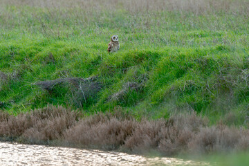 Hibou des marais, Hibou brachyote, Asio flammeus, Short eared Owl, region Pays de Loire; marais Breton; 85, Vendée, Loire Atlantique, France