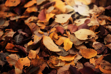 Beautiful Nature Autumn landscape. Scenery view on autumn city park with golden yellow foliage in Sunny day. Walking path in the city Park strewn with autumn fallen leaves.