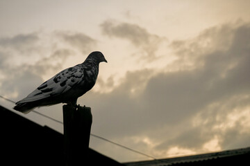 Silhouette of a Pigeon Perched on a Pole at Dusk