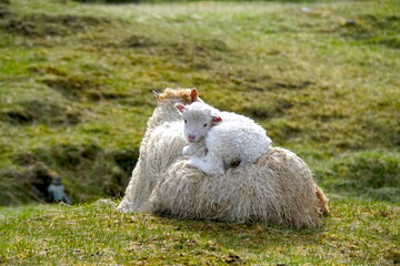 lamb on sheeps back